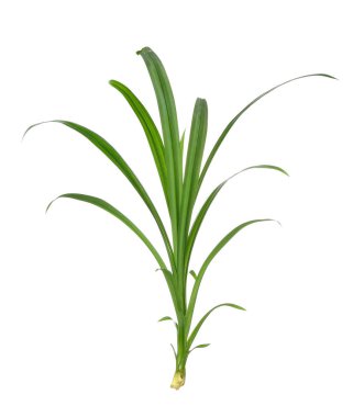 Pandan beyaz arkaplanda izole edildi.