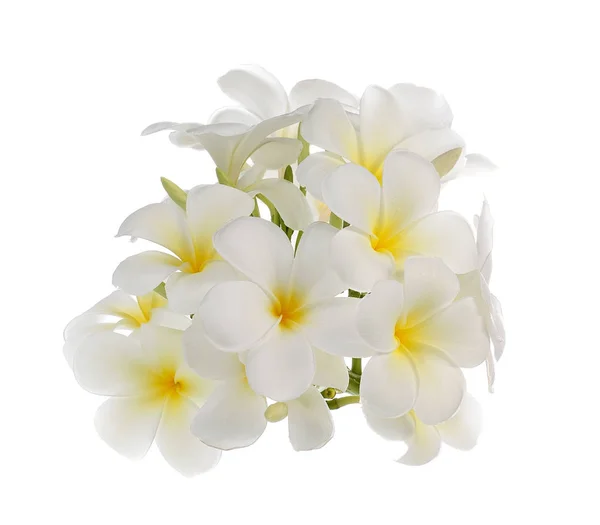 Witte Frangipani Bloem Geïsoleerd Witte Achtergrond — Stockfoto