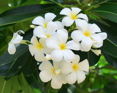 Beyaz frangipani çiçekleri.