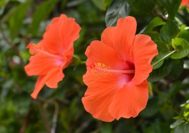  Arka plan üzerinde Çince gül