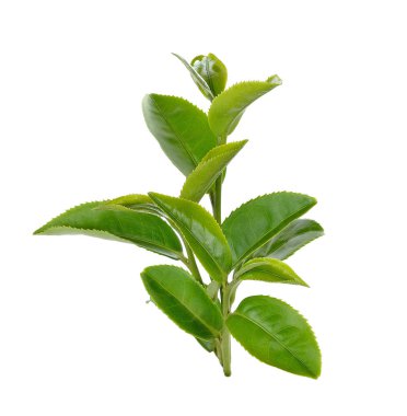 Beyaz arkaplanda yeşil çay yaprağı izole