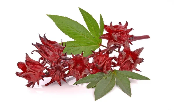 Hibiscus sabdariffa veya roselle meyve