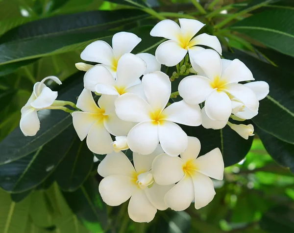 Beyaz frangipani çiçekleri.