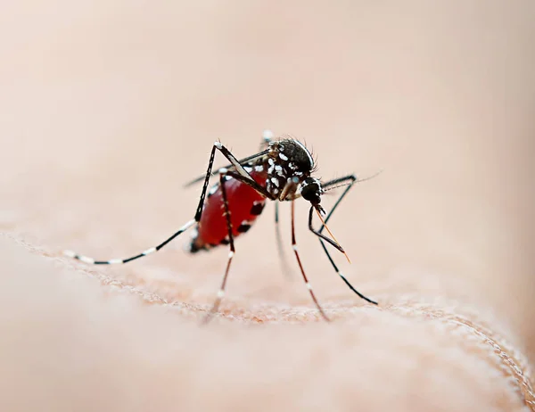 Mosquito Chupando Sangre — Foto de Stock