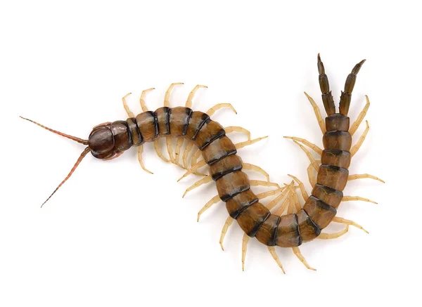 Centipede White Background — Stock Photo, Image