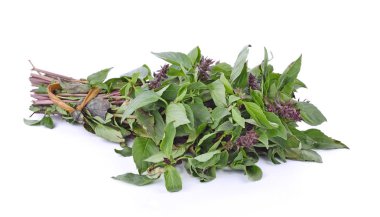 Fesleğen yaprakları beyaz arkaplanda izole