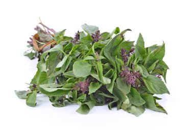 Fesleğen yaprakları beyaz arkaplanda izole