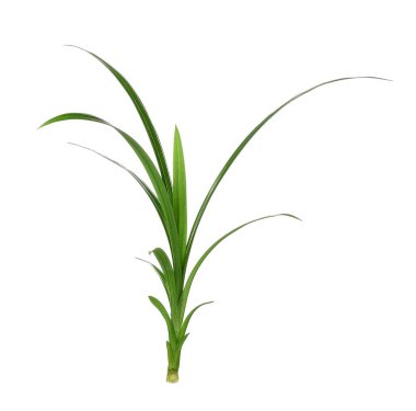 Pandan beyaz zemin üzerine bırakır.