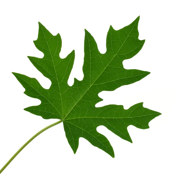Papaya Leaf Witte Achtergrond — Stockfoto