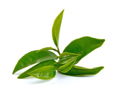 Beyaz arkaplanda yeşil çay yaprağı izole