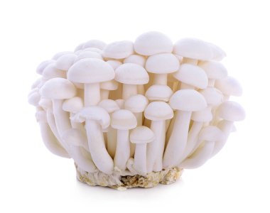 Beyaz arkaplanda kahverengi kayın mantarı