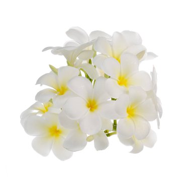 Beyaz arkaplanda Frangipani çiçeği.