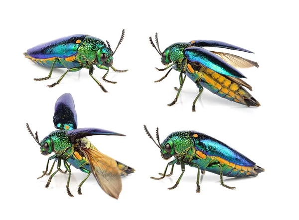  beyaz zemin üzerine Metalik ahşap sıkıcı böceği.