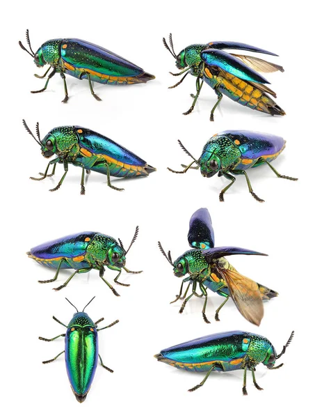  beyaz zemin üzerine Metalik ahşap sıkıcı böceği.