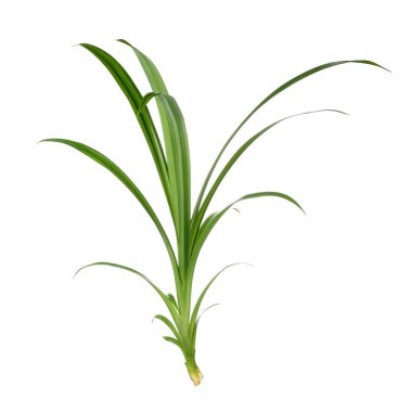 Pandan beyaz zemin üzerine bırakır.