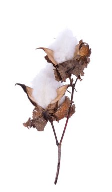 Beyaz arkaplanda yalıtılmış pamuk bitkisi