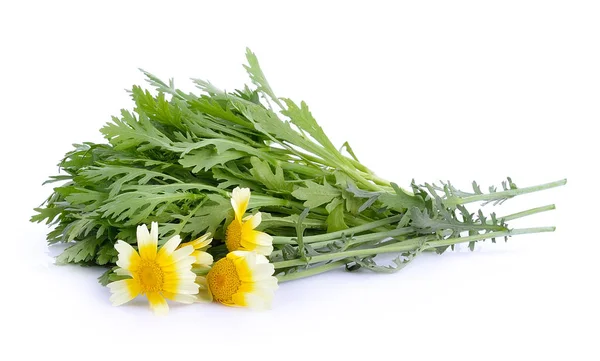 Chrysanthemenkoronarium Auf Weißem Hintergrund — Stockfoto