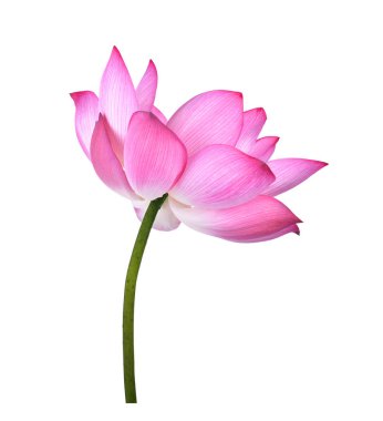 Beyaz arkaplanda nilüfer çiçeği.