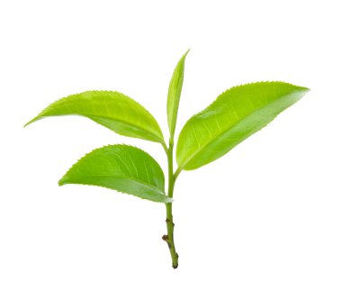 Beyaz arkaplanda yeşil çay yaprağı izole