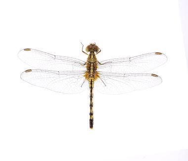 yusufçuk beyaz zemin üzerine