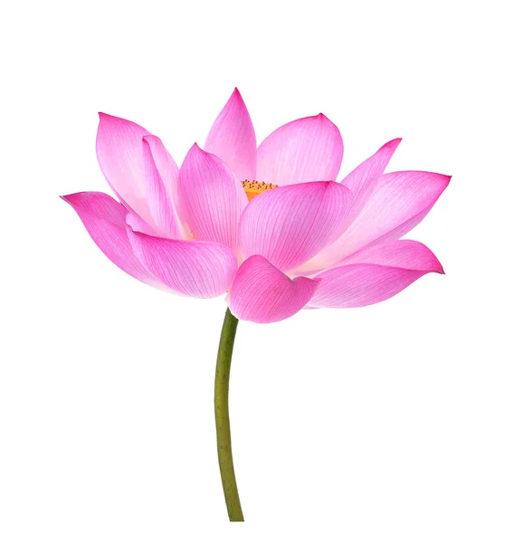 Lotus Bloem Witte Achtergrond — Stockfoto