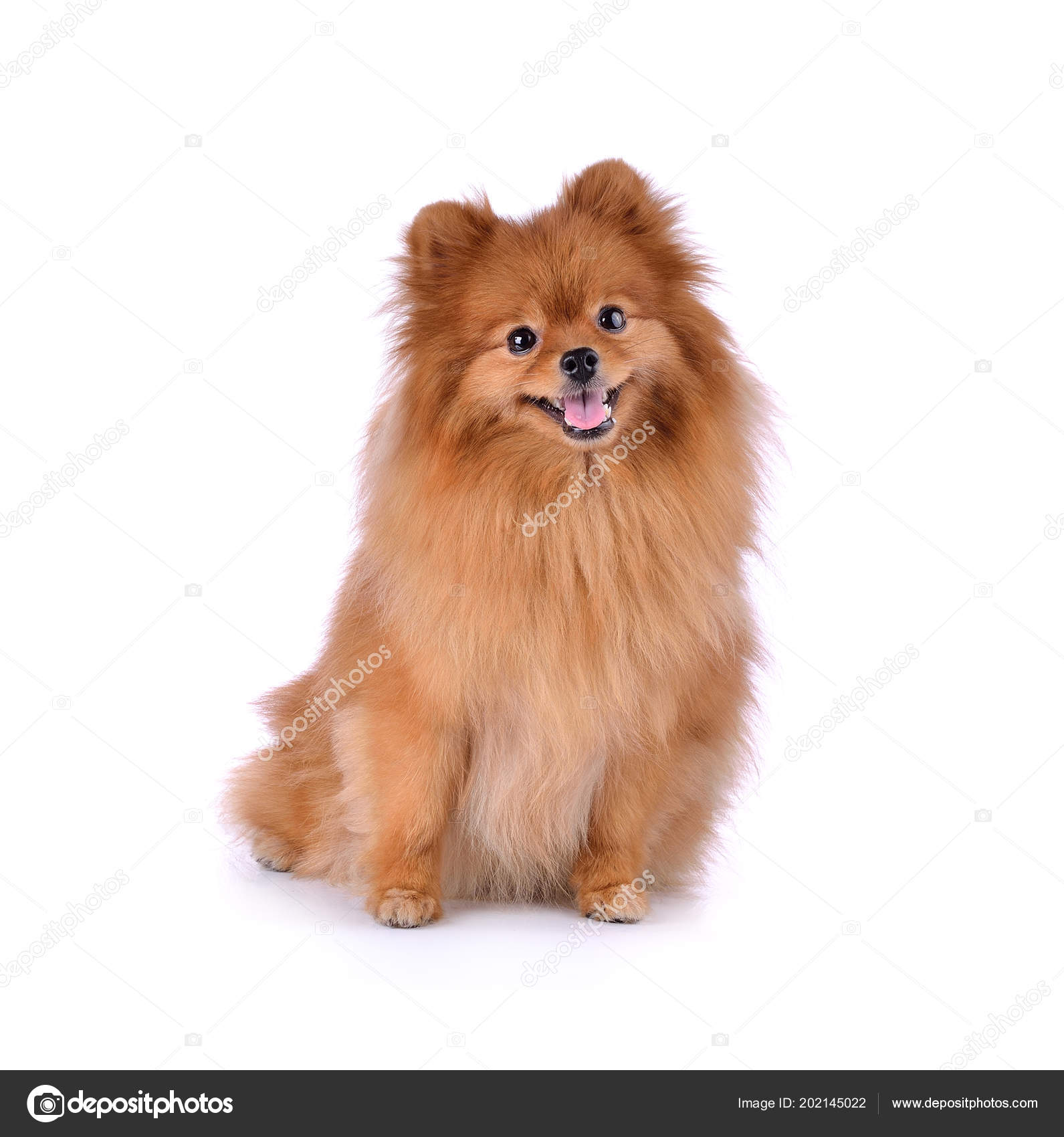 Petit Chien Rouge Sur Fond Blanc Photographie Anatchant
