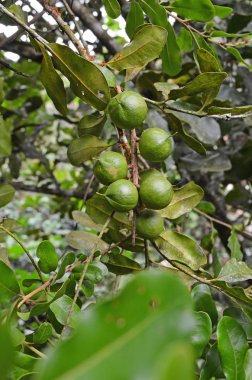 Macadamia fındık ağaç üzerinde asılı
