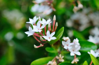 çiçek Karanda arka plan üzerinde