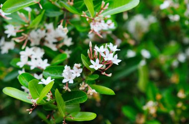 çiçek Karanda arka plan üzerinde