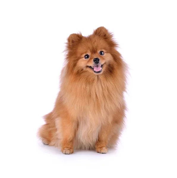 Pequeño Perro Rojo Acostado Sobre Fondo Blanco — Foto de Stock