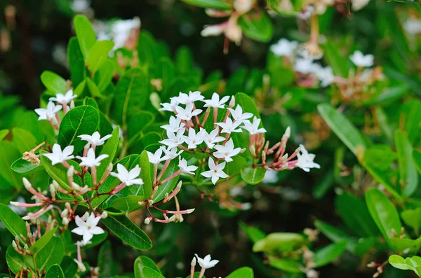 çiçek Karanda arka plan üzerinde