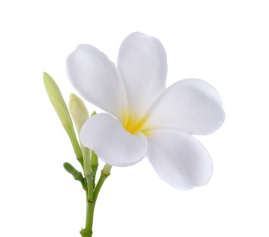 Beyaz arka plan beyaz frangipani çiçek izole