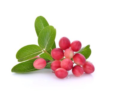 Beyaz arkaplanda Carunda veya Karonda