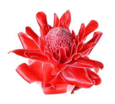 Red flower of etlingera elatior clipart
