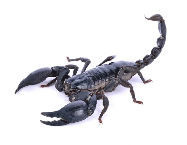 Scorpion Vit Bakgrund — Stockfoto