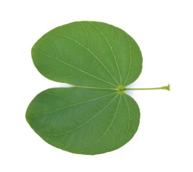 Beyaz arka plan üzerinde izole bauhinia variegata yaprak