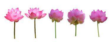 Beyaz arkaplanda izole nilüfer çiçeği.