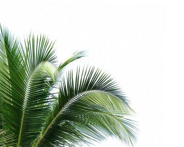 Beyaz arkaplanda hindistan cevizi yaprakları