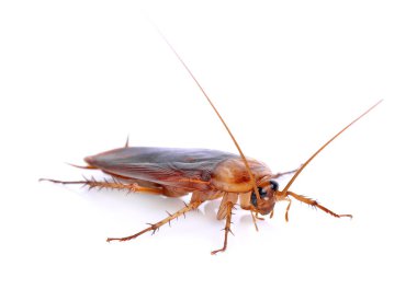 Cockroach isolated on a white background clipart