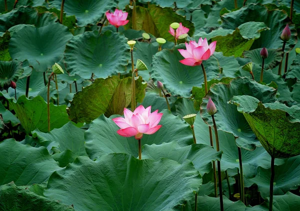 莲花和荷花花卉植物 — 图库照片