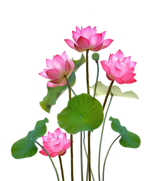 Lotus Flower White Background — Stock Photo, Image