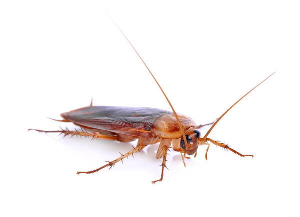 Cockroach isolated on a white background