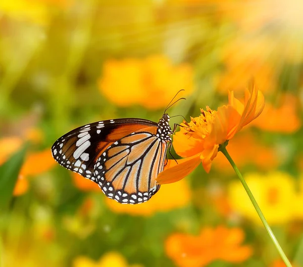 Las Mariposas Las Flores —  Fotos de Stock