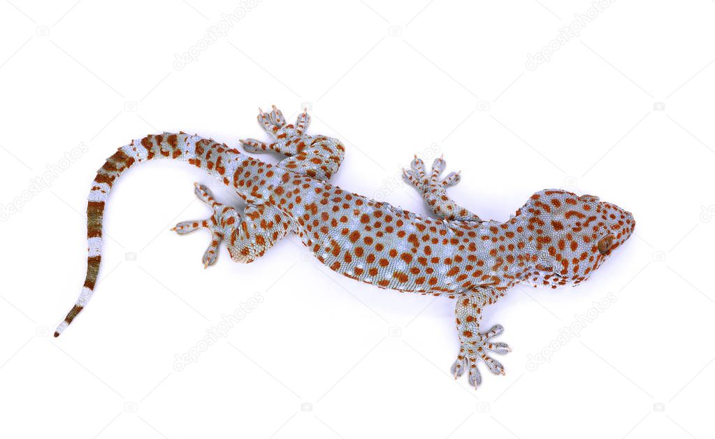 gecko  isolated on  white background