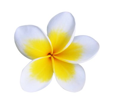Beyaz arkaplanda izole Frangipani çiçeği
