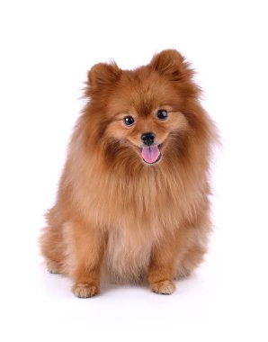 Küçük kırmızı köpek beyaz arka planda yatıyor.
