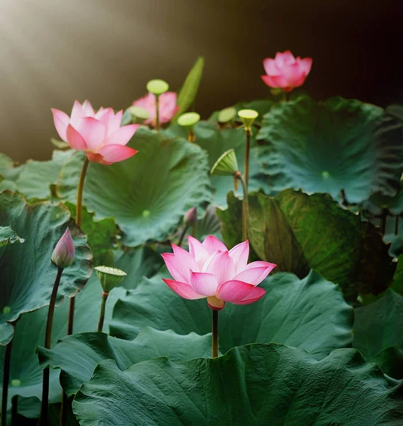 Fleur Lotus Plantes Fleur Lotus — Photo