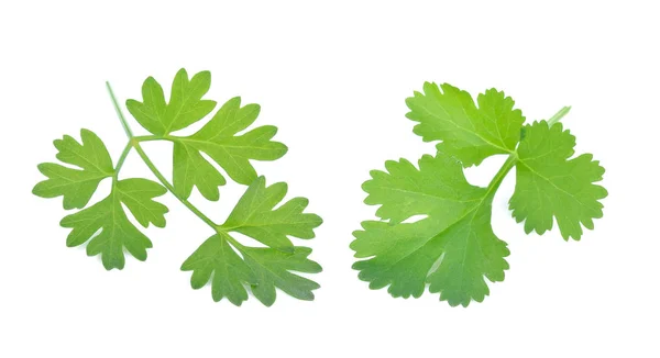 Parsley Isolated White Background — Stock Photo, Image