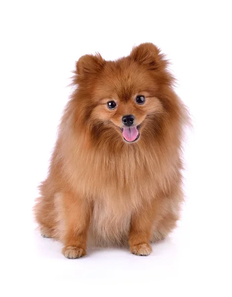 Pequeño Perro Rojo Acostado Sobre Fondo Blanco — Foto de Stock