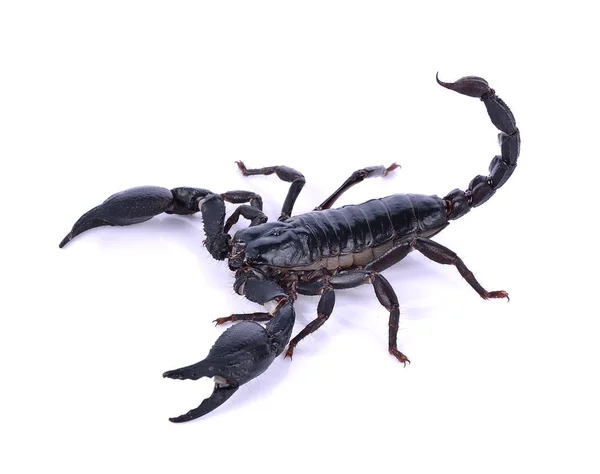 Scorpion Vit Bakgrund — Stockfoto